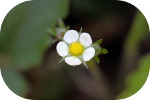 Erdbeerblüte